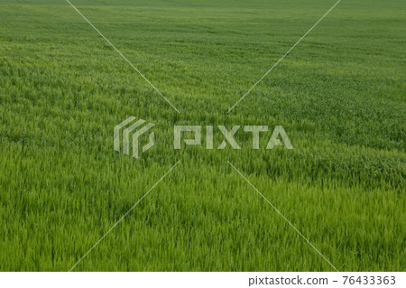 Green field of wheat or barley. Rural landscape. 76433363