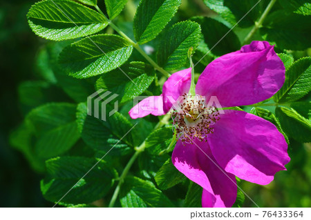 Beautiful green branch of wild rose in the garden. 76433364