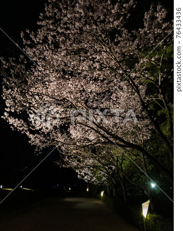 栗林庭園春季燈飾 76433436