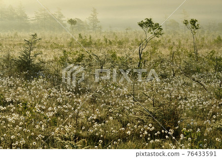 The fluffy colony of Watasuge in the morning mist and the marbled Senjogahara 76433591