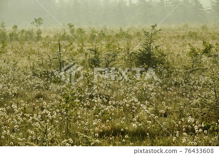 The fluffy colony of Watasuge in the morning mist and the marbled Senjogahara The fluffy colony of Watasuge in the morning mist and the marbled Senjogahara 76433608