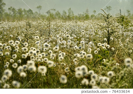 The fluffy colony of Watasuge in the morning mist and the marbled Senjogahara 76433634