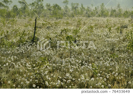 晨霧中蓬鬆的渡毛群落和大理石紋的戰場原 76433649