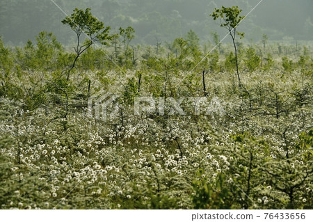 晨霧中蓬鬆的渡毛群落和大理石紋的戰場原 76433656