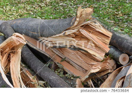 Typhoon windthrow Typhoon windthrow 76433684
