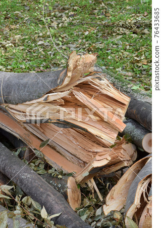 A fallen tree A fallen tree 76433685