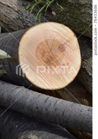 To cut wood To cut wood 76433686