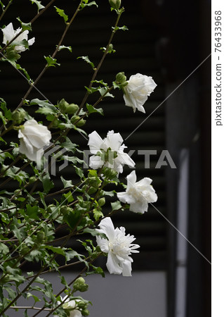 Flowers related to Yasaka Shrine White Gion Mamoru Flowers related to Yasaka Shrine White Gion Mamoru 76433968