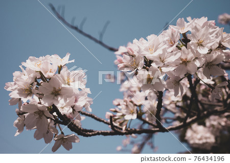 Close-up of cherry blossoms in full bloom under the blue sky c-3 film style 76434196