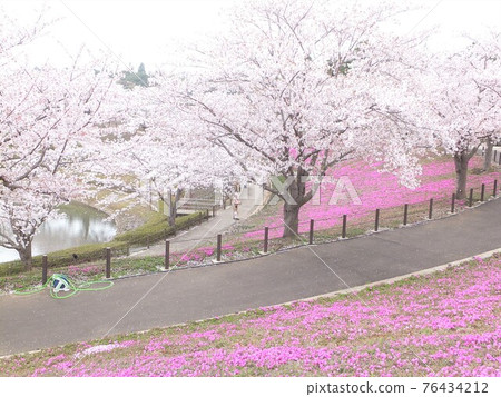 Cherry blossoms and mushrooms 76434212