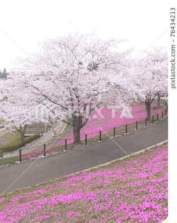 Cherry blossoms and mushrooms 76434213