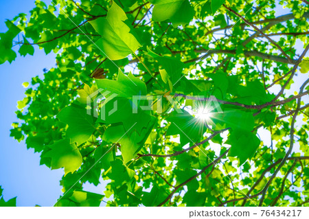 Young leaves of tulip tree and light beam 76434217
