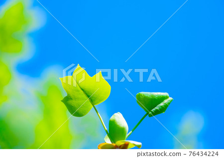 Wild young leaves of turpentine 76434224