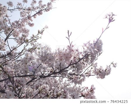 Cherry Blossoms	 76434225