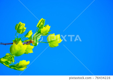 松節油狂放的年輕葉子 76434228