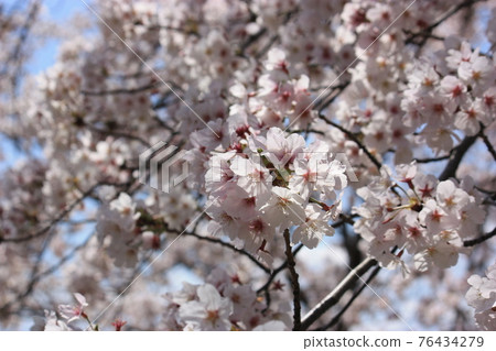 Cherry blossoms Cherry blossoms 76434279