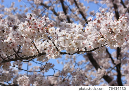 櫻花 櫻花 76434280