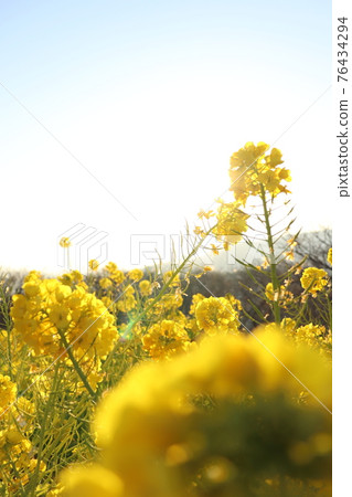 天氣晴朗的東山公園油菜花綻放 天氣晴朗的東山公園油菜花綻放 76434294