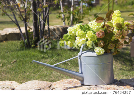 Nice hydrangea flowers in spring Nice hydrangea flowers in spring 76434297