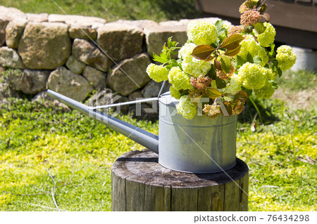 Nice hydrangea flowers in spring Nice hydrangea flowers in spring 76434298