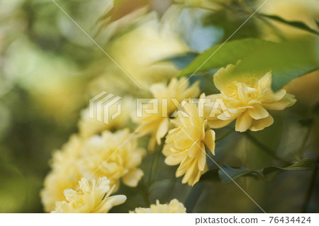 Flower of mockybara Flower of mockybara 76434424
