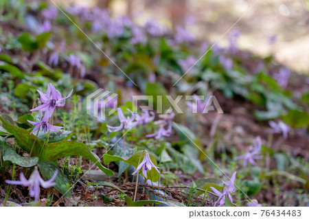 豬牙花犬齒赤蓮花朵 照片素材 圖片 圖庫