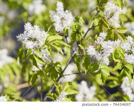 Aodamo之花 Aodamo之花 76434697