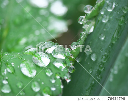 雨後菜地特寫，滿是水滴 76434796