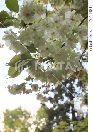 Moon cherry tree 76434813