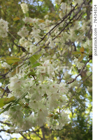 Moon cherry tree Moon cherry tree 76434814