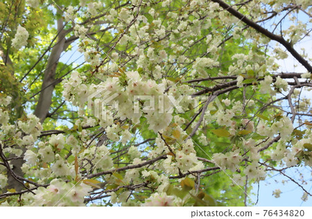 Moon cherry tree Moon cherry tree 76434820
