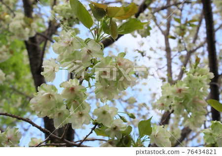 Moon cherry tree Moon cherry tree 76434821