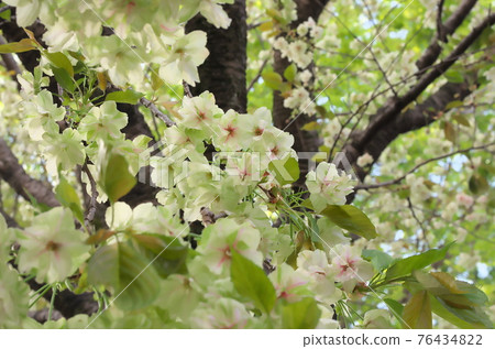 Moon cherry tree Moon cherry tree 76434822