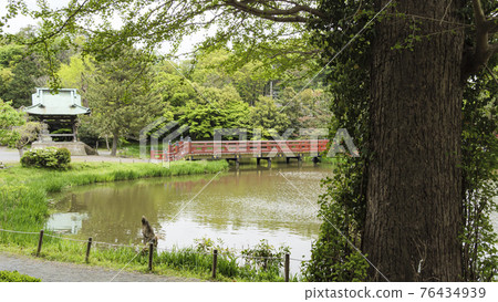 神奈川縣橫濱市金澤區名寺正明寺的春天 神奈川縣橫濱市金澤區名寺正明寺的春天 76434939