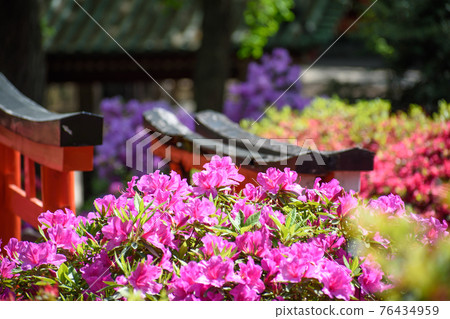 Torii and azalea Torii and azalea 76434959