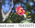 A single camellia that has blossomed 76435075
