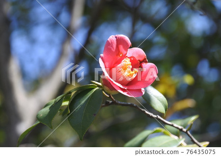 A single camellia that has blossomed A single camellia that has blossomed 76435075
