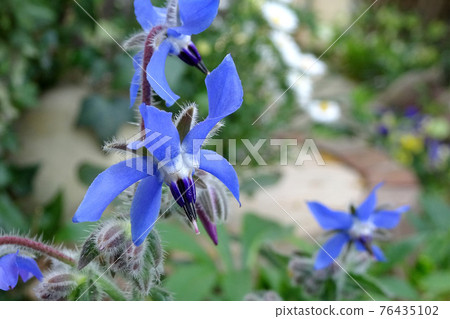 花園裡的藍色琉璃苣（琉璃苣）花 76435102