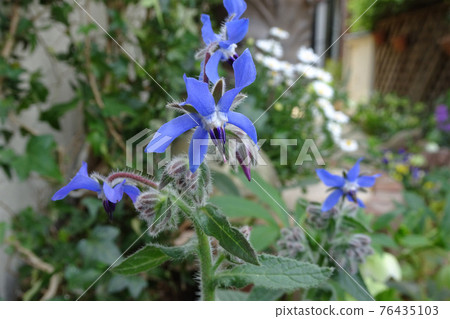 花園裡盛開的藍色花朵/琉璃苣（琉璃苣） 76435103