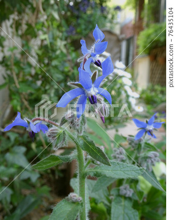 花園裡盛開的藍色花朵/琉璃苣（琉璃苣） 76435104