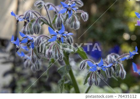 藍色琉璃苣花和芽 藍色琉璃苣花和芽 76435112