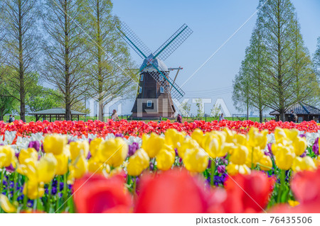 日本千葉縣柏市曙山農業公園的春天鬱金香 日本千葉縣柏市曙山農業公園的春天鬱金香 76435506