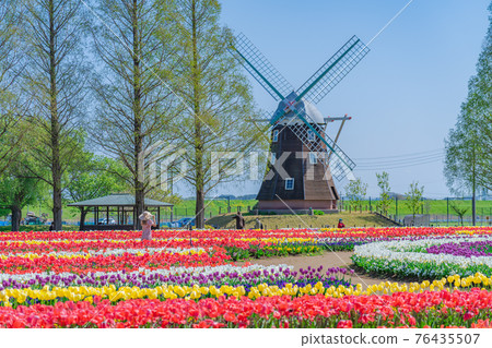 日本千葉縣柏市曙山農業公園的春天鬱金香 日本千葉縣柏市曙山農業公園的春天鬱金香 76435507