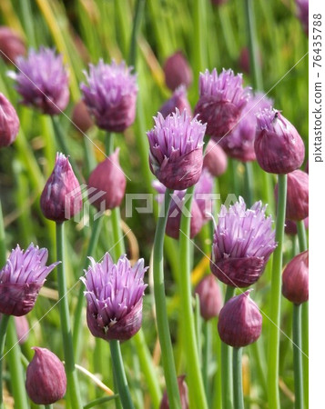 Chives Chives 76435788