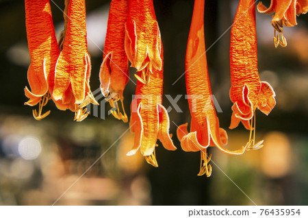 Orange trumpet flowers (Pyrostegia venusta) Orange trumpet flowers (Pyrostegia venusta) 76435954