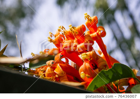 Orange trumpet flowers (Pyrostegia venusta) 76436007