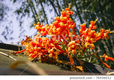 Orange trumpet flowers (Pyrostegia venusta) 76436012