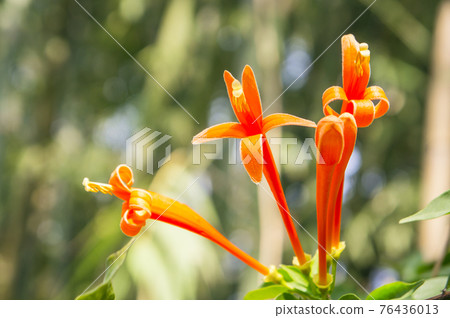 Orange trumpet flowers (Pyrostegia venusta) 76436013