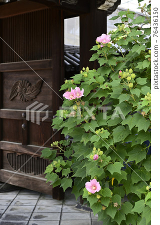Hojuji Temple Fuyo 76436150