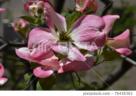 山茱flowers花已經開始綻放在藍藍的天空下 山茱flowers花已經開始綻放在藍藍的天空下 76436361
